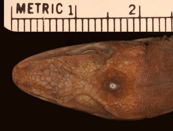 Media type: image;   Herpetology R-57202